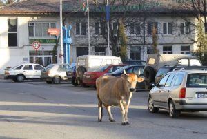 krava1